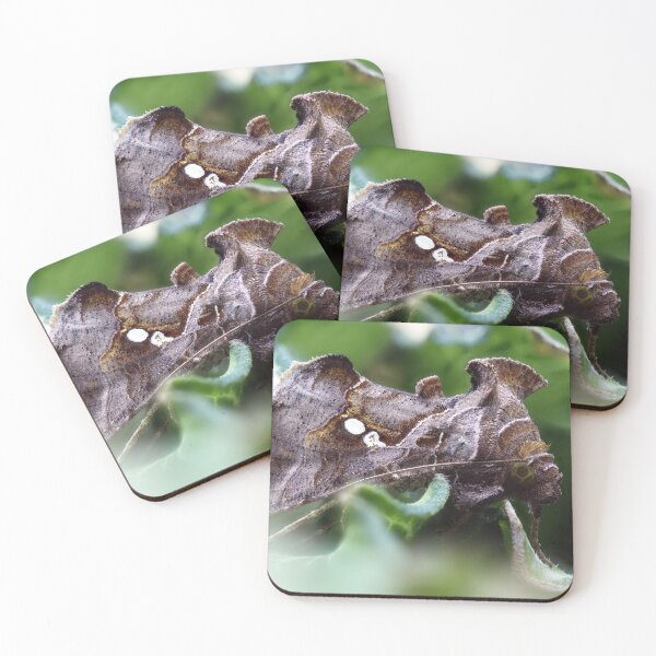 Item preview, Cabbage looper moth macro photo designed and sold by hendrikspix.