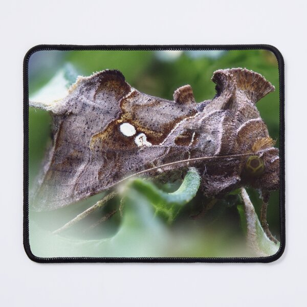 Item preview, Cabbage looper moth macro photo designed and sold by hendrikspix.