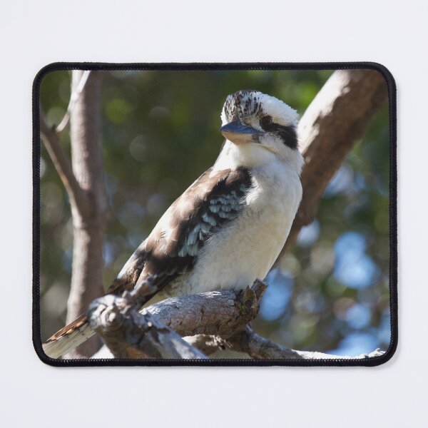 Item preview, Kookaburra sits  designed and sold by MargsNaturePix.