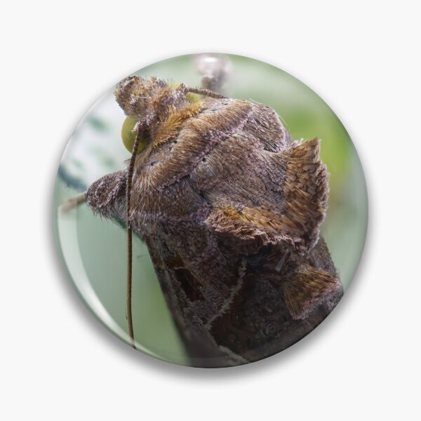 Item preview, Cabbage looper moth macro photo designed and sold by hendrikspix.