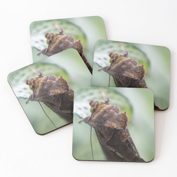 Item preview, Cabbage looper moth macro photo designed and sold by hendrikspix.