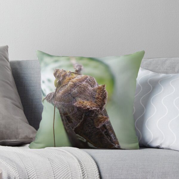 Item preview, Cabbage looper moth macro photo designed and sold by hendrikspix.