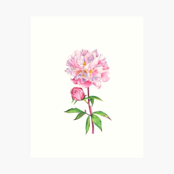 Item preview, Peony designed and sold by Louise De Masi.