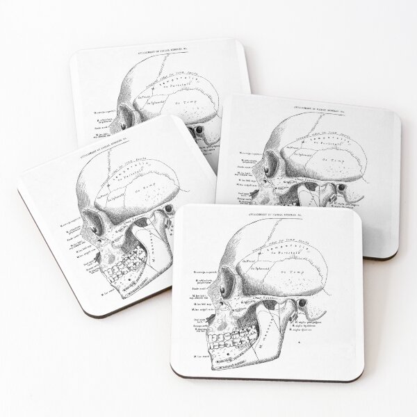 Item preview, Vintage anatomical drawing of a skull designed and sold by Random Railways.