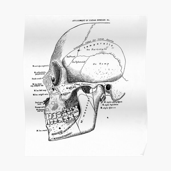"Vintage anatomical drawing of a skull" Poster for Sale by Scenebyrail