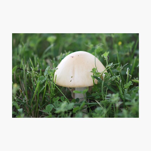 Item preview, Nebraska Shroom designed and sold by jmethe.