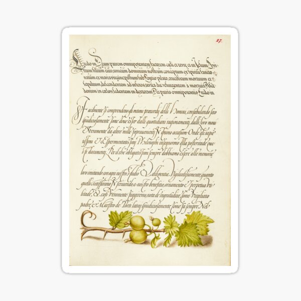 Item preview, Naturalist Manuscript: Plant, Fruits and Calligraphy Illumination - Pheasant s-Eye, Cricket or Grasshopper, and Wireworm by Joris Hoefnagel designed and sold by Naturalist Prints.