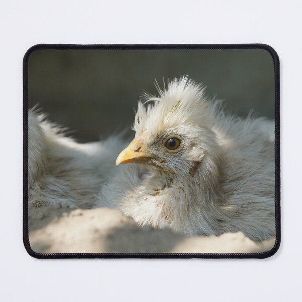Item preview, Silk hen chick designed and sold by Lalingla.