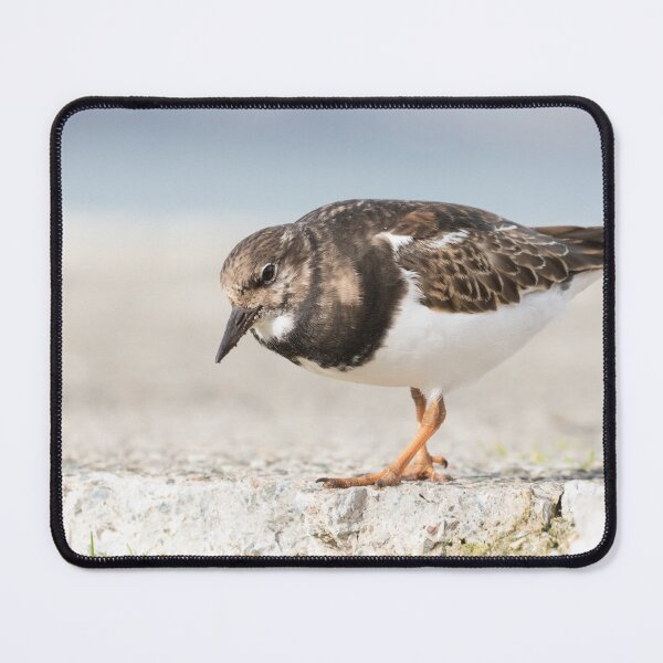 Item preview, Turnstone designed and sold by LaurenTucker.