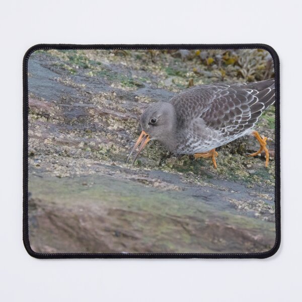 Item preview, Purple Sandpiper designed and sold by LaurenTucker.