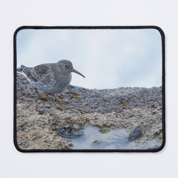 Item preview, Purple Sandpiper designed and sold by LaurenTucker.