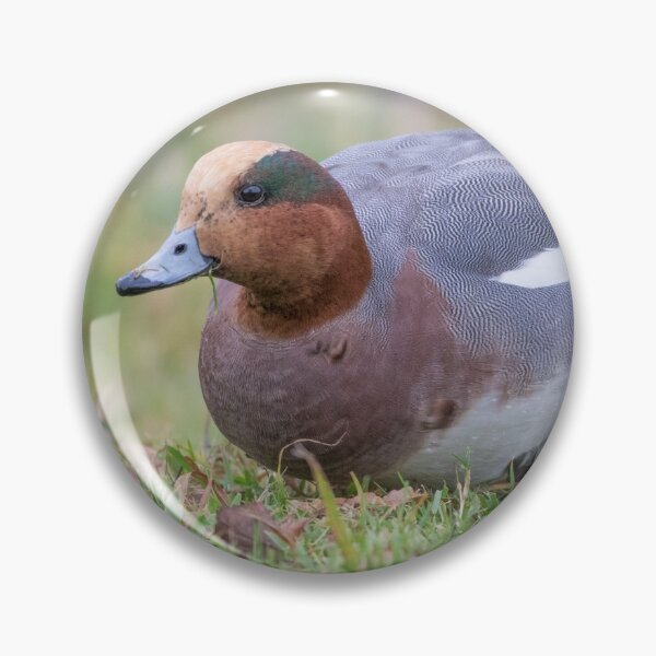 Item preview, Wigeon - Anas penelope designed and sold by LaurenTucker.