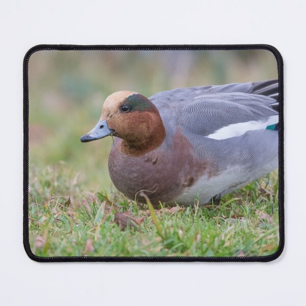 Item preview, Wigeon - Anas penelope designed and sold by LaurenTucker.