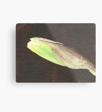 Daffodil Flower Bud Metal Print