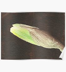 Daffodil Flower Bud Poster