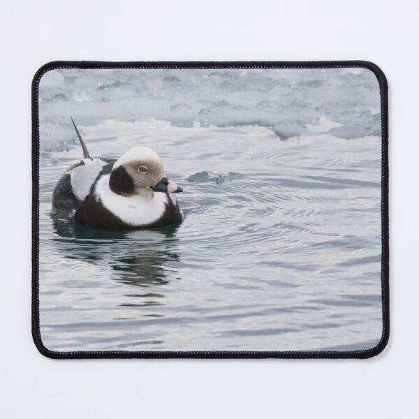 Item preview, Long Tailed Duck designed and sold by LaurenTucker.