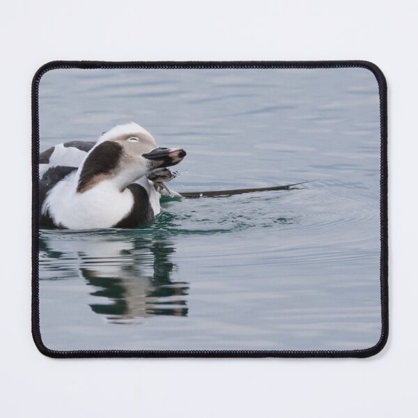 Item preview, Long Tailed Duck designed and sold by LaurenTucker.