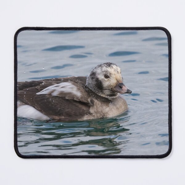 Item preview, Long Tailed Duck designed and sold by LaurenTucker.