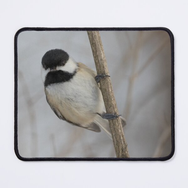 Item preview, Black Capped Chickadee designed and sold by LaurenTucker.