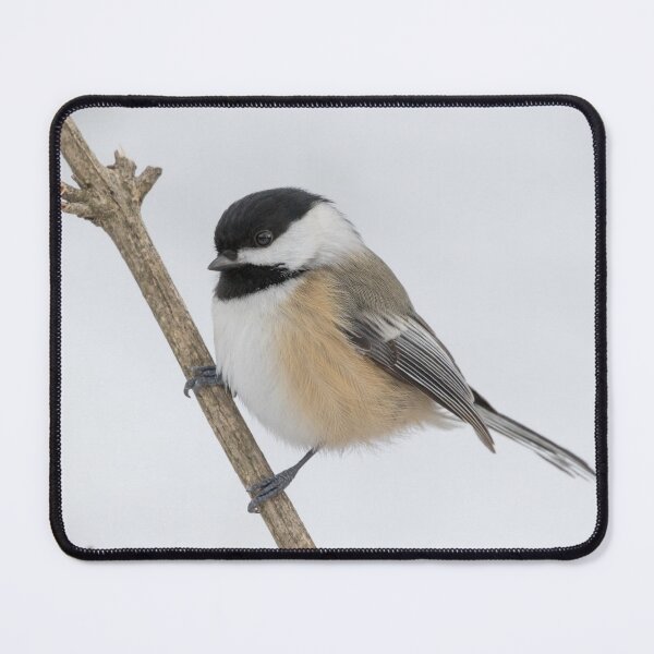 Item preview, Black Capped Chickadee designed and sold by LaurenTucker.