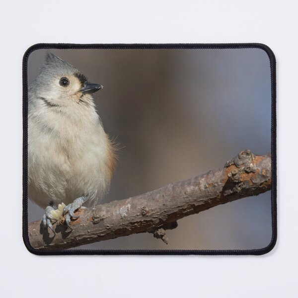 Item preview, Tufted Titmouse designed and sold by LaurenTucker.