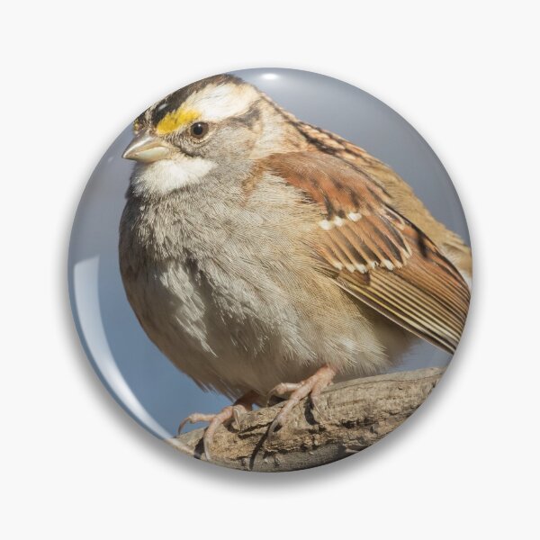 Artikelvorschau, Weißer Throated Spatz entworfen und verkauft von LaurenTucker.