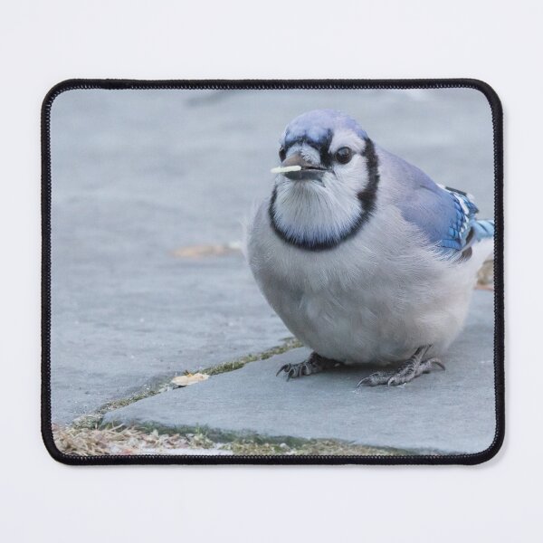 Item preview, Blue Jay designed and sold by LaurenTucker.