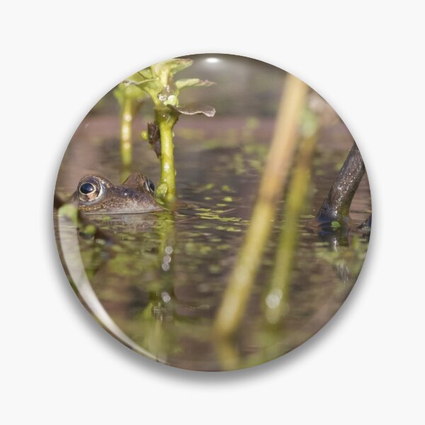 Item preview, Common Frog designed and sold by LaurenTucker.