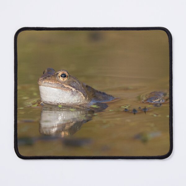 Item preview, Common Frog designed and sold by LaurenTucker.