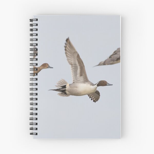 Item preview, Pintail designed and sold by LaurenTucker.