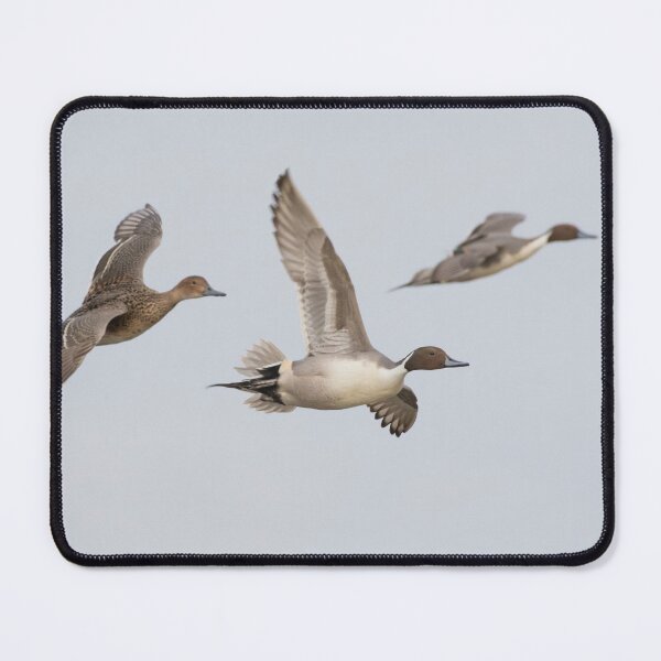 Item preview, Pintail designed and sold by LaurenTucker.