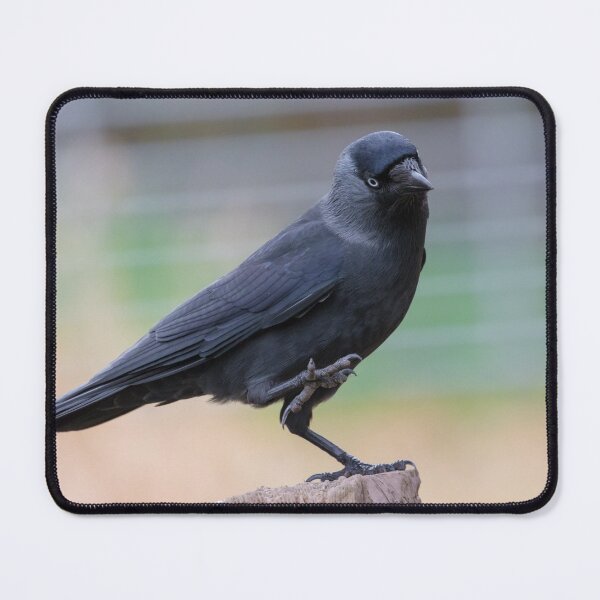 Item preview, Jackdaw designed and sold by LaurenTucker.
