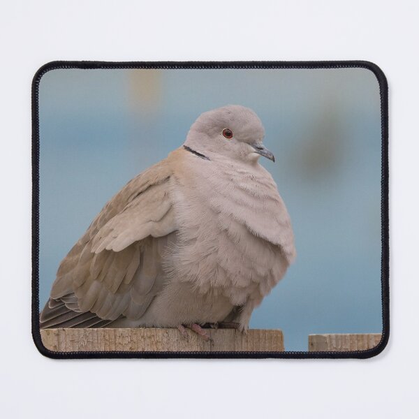 Item preview, Collared Dove designed and sold by LaurenTucker.