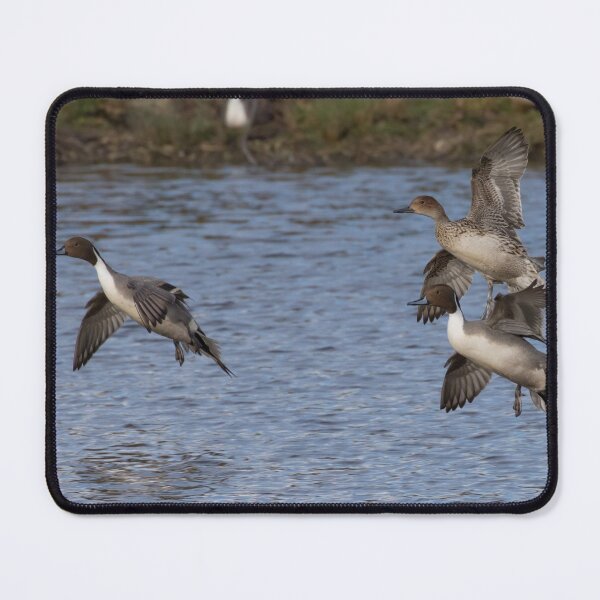 Item preview, Pintail designed and sold by LaurenTucker.