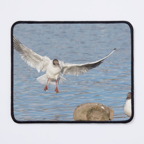 Item preview, Black Headed Gull designed and sold by LaurenTucker.