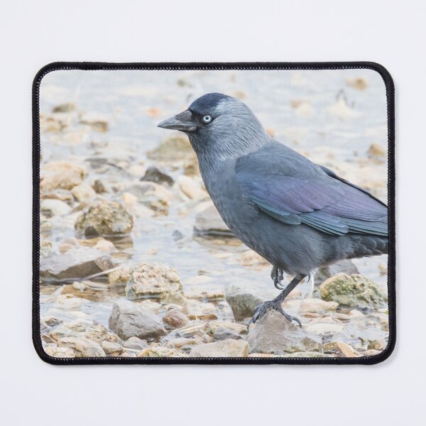Item preview, Jackdaw designed and sold by LaurenTucker.