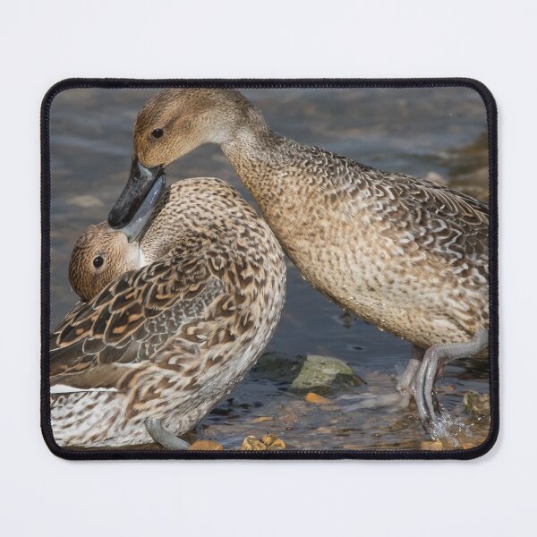 Item preview, Pintail designed and sold by LaurenTucker.