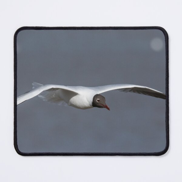 Item preview, Black Headed Gull designed and sold by LaurenTucker.