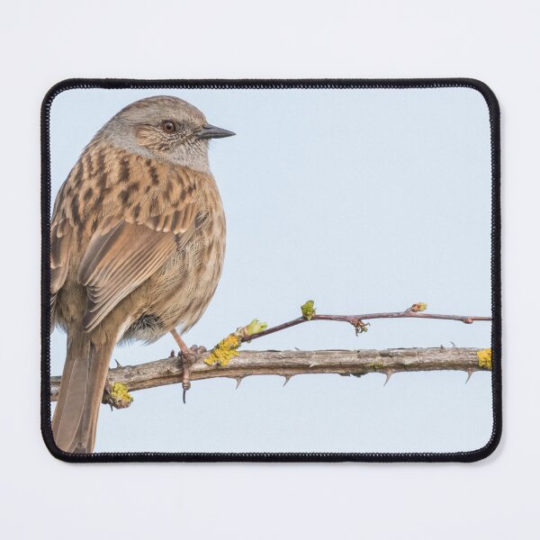 Item preview, Dunnock designed and sold by LaurenTucker.