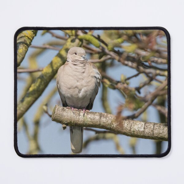 Item preview, Collared Dove designed and sold by LaurenTucker.