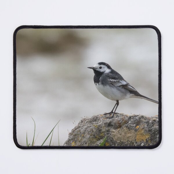 Item preview, Pied Wagtail designed and sold by LaurenTucker.