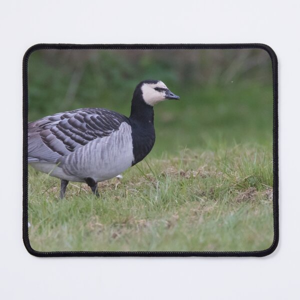 Item preview, Barnacle Goose designed and sold by LaurenTucker.