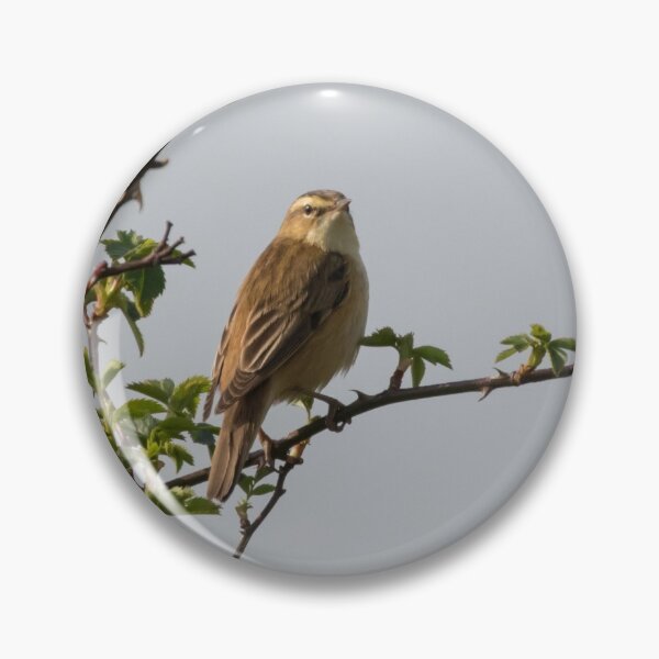 Item preview, Sedge Warbler designed and sold by LaurenTucker.