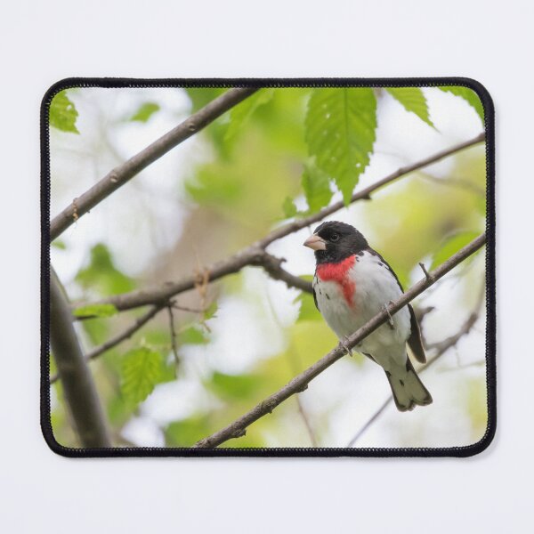 Item preview, Rose Breasted Grosbeak designed and sold by LaurenTucker.