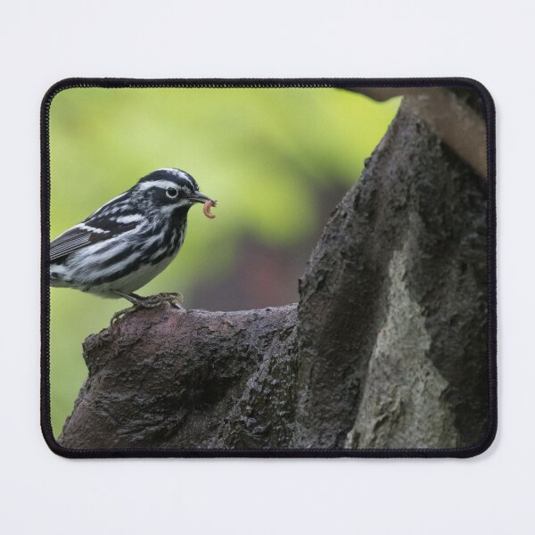 Item preview, Black and White Warbler designed and sold by LaurenTucker.
