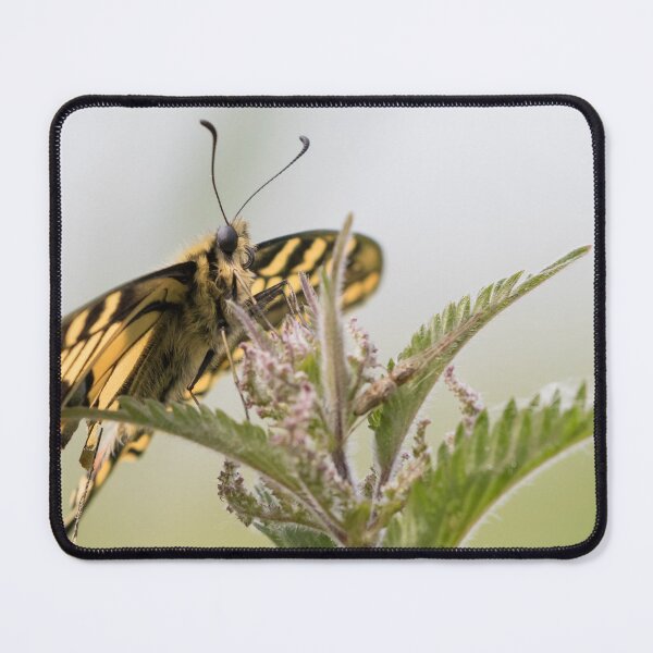 Item preview, Swallowtail designed and sold by LaurenTucker.