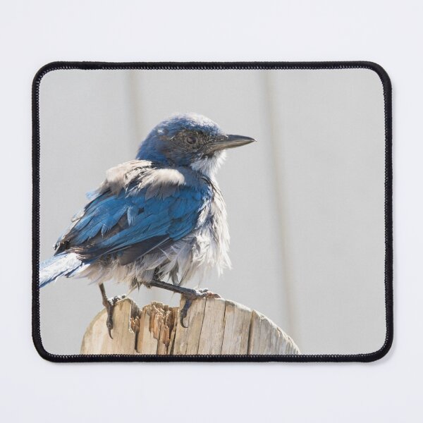 Item preview, California Scrub Jay designed and sold by LaurenTucker.