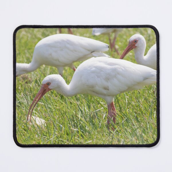 Item preview, White Faced Ibis designed and sold by LaurenTucker.
