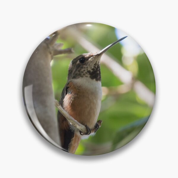 Item preview, Allen's Hummingbird designed and sold by LaurenTucker.