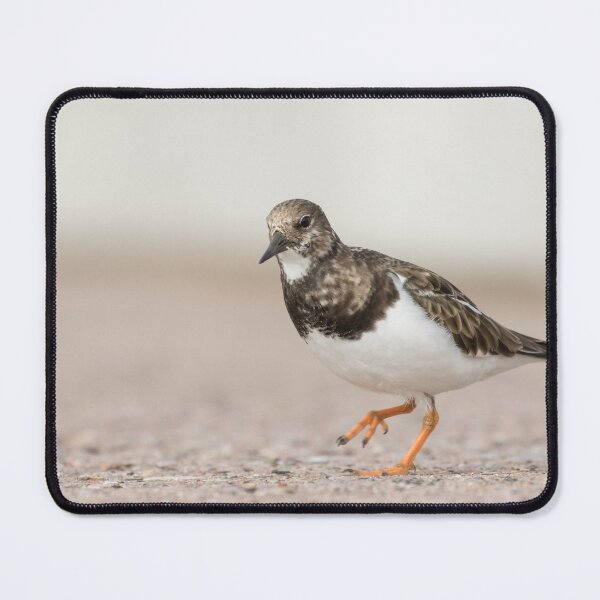 Item preview, Turnstone designed and sold by LaurenTucker.